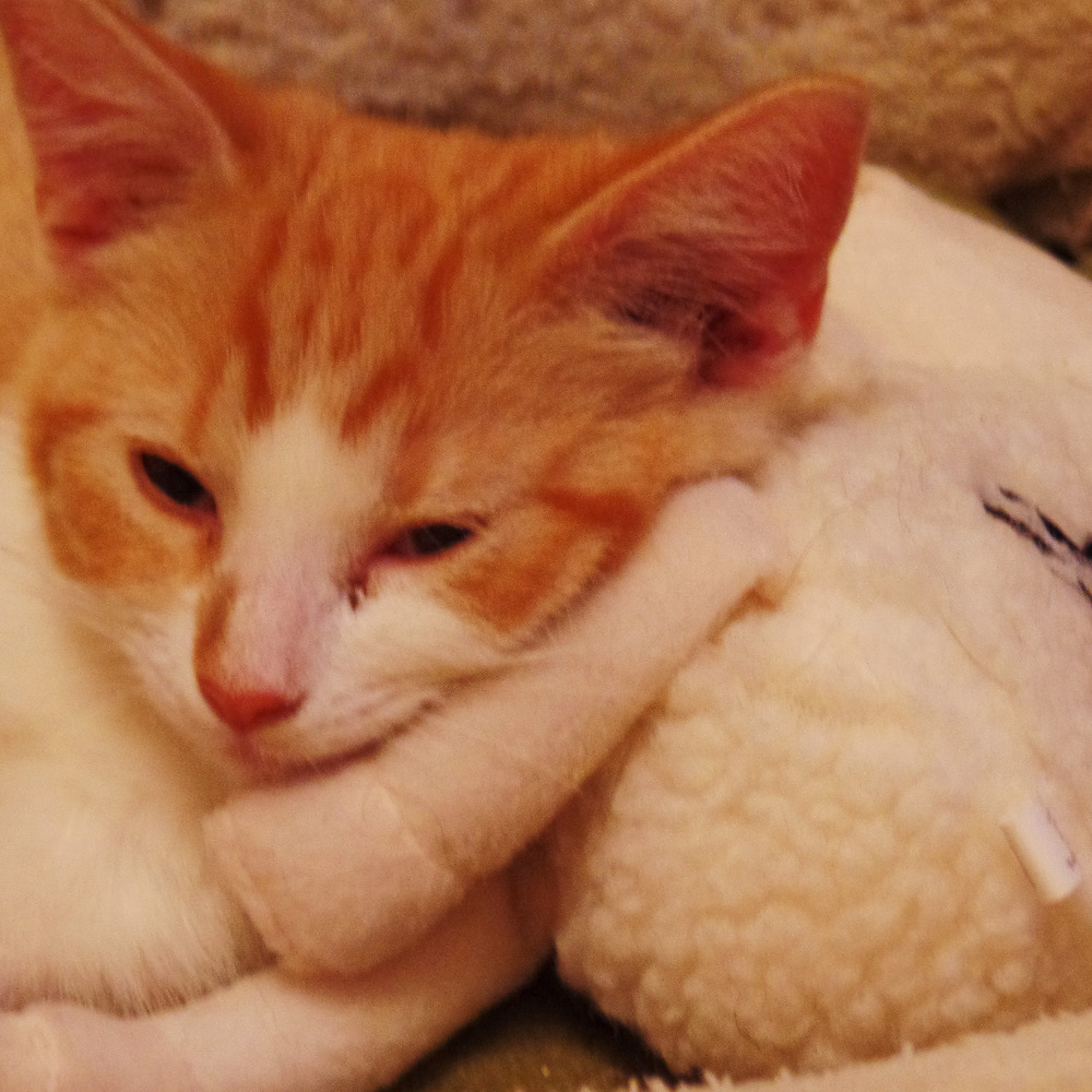 Meet your Posher, Aileen